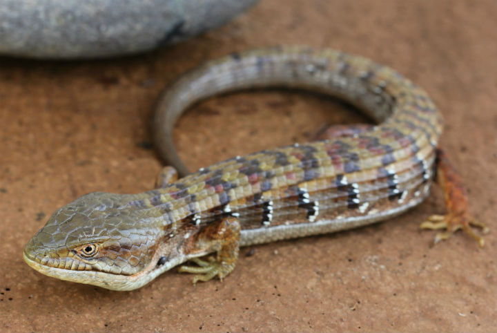 Southern Alligator Lizard